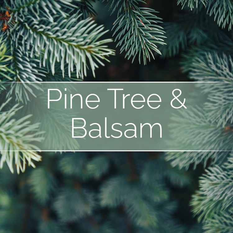 Pine Tree & Balsam - 14oz Filled Candle